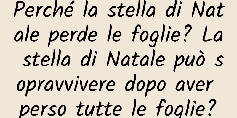 Perché la stella di Natale perde le foglie? La stella di Natale può sopravvivere dopo aver perso tutte le foglie?