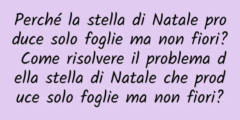 Perché la stella di Natale produce solo foglie ma non fiori? Come risolvere il problema della stella di Natale che produce solo foglie ma non fiori?