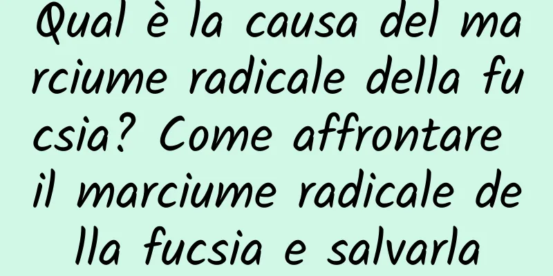 Qual è la causa del marciume radicale della fucsia? Come affrontare il marciume radicale della fucsia e salvarla