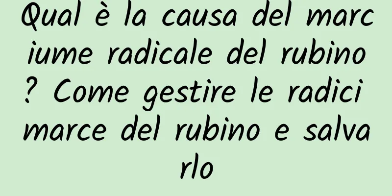Qual è la causa del marciume radicale del rubino? Come gestire le radici marce del rubino e salvarlo