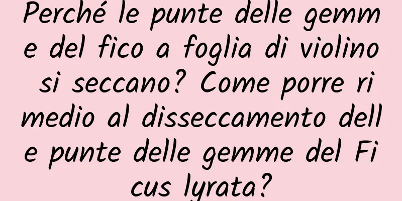 Perché le punte delle gemme del fico a foglia di violino si seccano? Come porre rimedio al disseccamento delle punte delle gemme del Ficus lyrata?