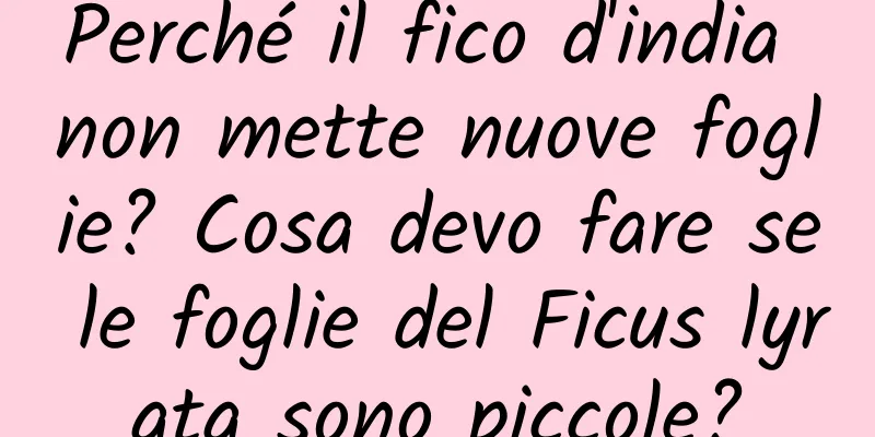 Perché il fico d'india non mette nuove foglie? Cosa devo fare se le foglie del Ficus lyrata sono piccole?