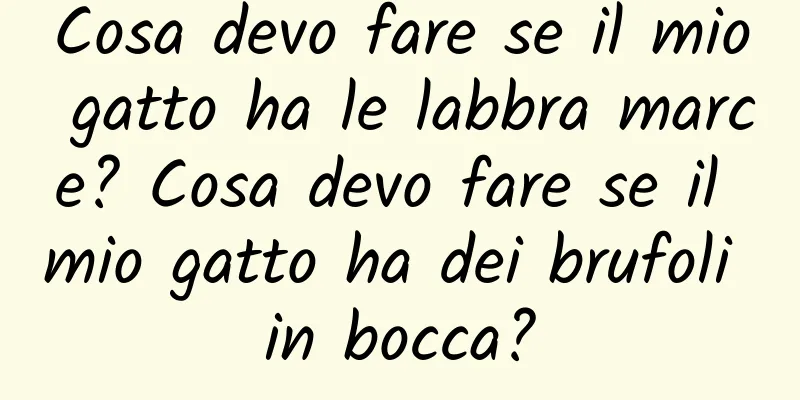 Cosa devo fare se il mio gatto ha le labbra marce? Cosa devo fare se il mio gatto ha dei brufoli in bocca?