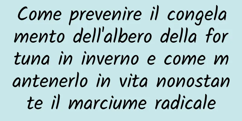 Come prevenire il congelamento dell'albero della fortuna in inverno e come mantenerlo in vita nonostante il marciume radicale