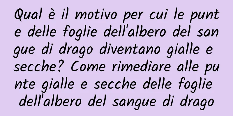 Qual è il motivo per cui le punte delle foglie dell'albero del sangue di drago diventano gialle e secche? Come rimediare alle punte gialle e secche delle foglie dell'albero del sangue di drago