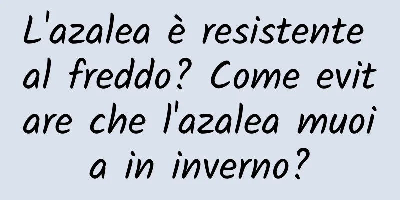 L'azalea è resistente al freddo? Come evitare che l'azalea muoia in inverno?