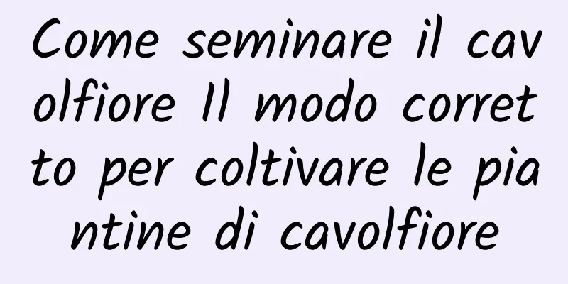 Come seminare il cavolfiore Il modo corretto per coltivare le piantine di cavolfiore