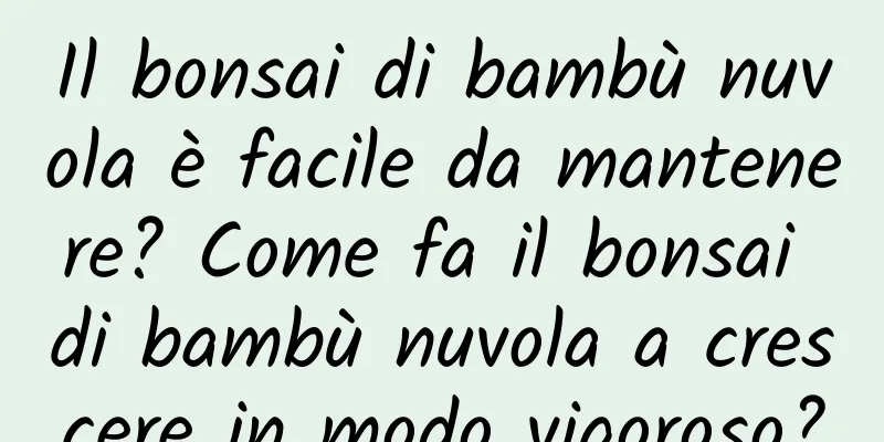 Il bonsai di bambù nuvola è facile da mantenere? Come fa il bonsai di bambù nuvola a crescere in modo vigoroso?