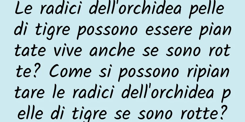 Le radici dell'orchidea pelle di tigre possono essere piantate vive anche se sono rotte? Come si possono ripiantare le radici dell'orchidea pelle di tigre se sono rotte?