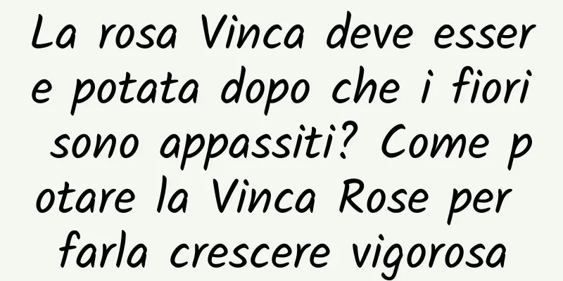 La rosa Vinca deve essere potata dopo che i fiori sono appassiti? Come potare la Vinca Rose per farla crescere vigorosa