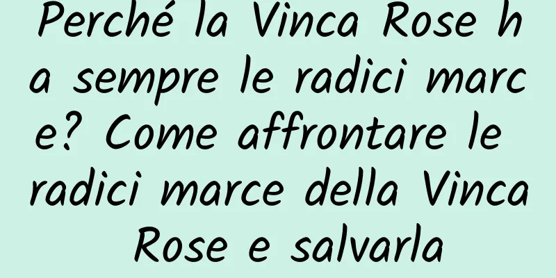 Perché la Vinca Rose ha sempre le radici marce? Come affrontare le radici marce della Vinca Rose e salvarla