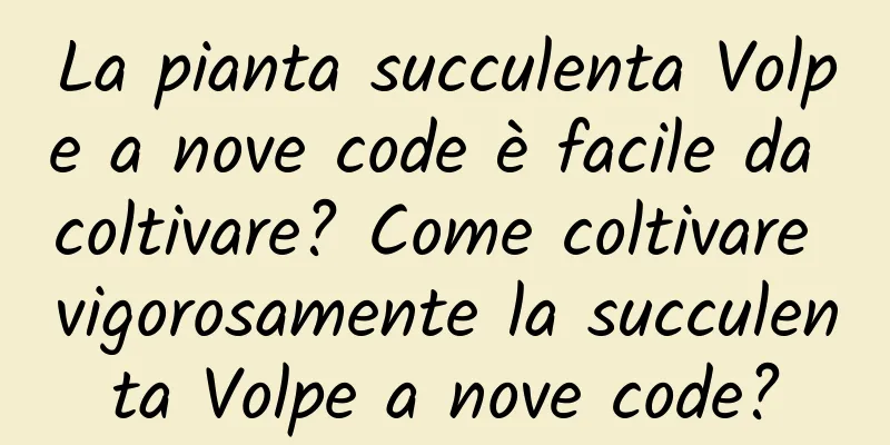 La pianta succulenta Volpe a nove code è facile da coltivare? Come coltivare vigorosamente la succulenta Volpe a nove code?
