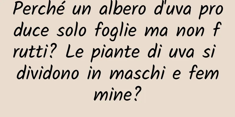 Perché un albero d'uva produce solo foglie ma non frutti? Le piante di uva si dividono in maschi e femmine?