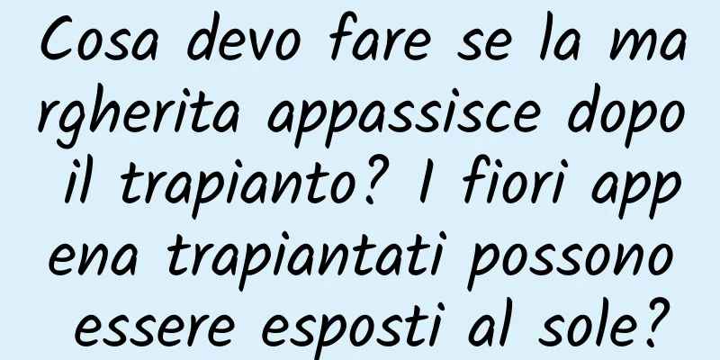 Cosa devo fare se la margherita appassisce dopo il trapianto? I fiori appena trapiantati possono essere esposti al sole?