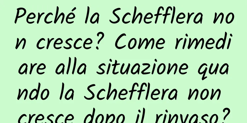 Perché la Schefflera non cresce? Come rimediare alla situazione quando la Schefflera non cresce dopo il rinvaso?