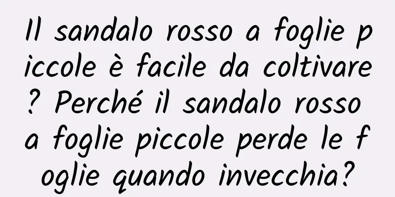 Il sandalo rosso a foglie piccole è facile da coltivare? Perché il sandalo rosso a foglie piccole perde le foglie quando invecchia?