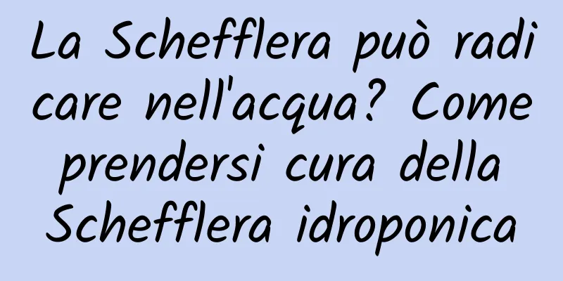 La Schefflera può radicare nell'acqua? Come prendersi cura della Schefflera idroponica