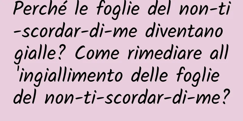Perché le foglie del non-ti-scordar-di-me diventano gialle? Come rimediare all'ingiallimento delle foglie del non-ti-scordar-di-me?