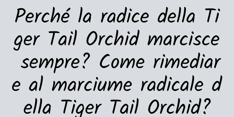 Perché la radice della Tiger Tail Orchid marcisce sempre? Come rimediare al marciume radicale della Tiger Tail Orchid?