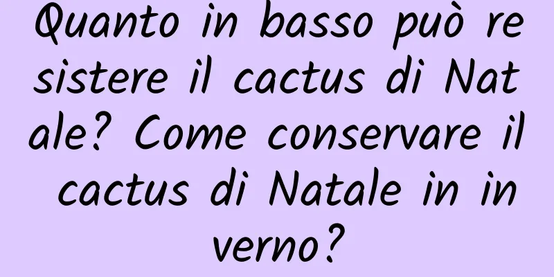 Quanto in basso può resistere il cactus di Natale? Come conservare il cactus di Natale in inverno?