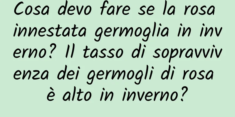 Cosa devo fare se la rosa innestata germoglia in inverno? Il tasso di sopravvivenza dei germogli di rosa è alto in inverno?