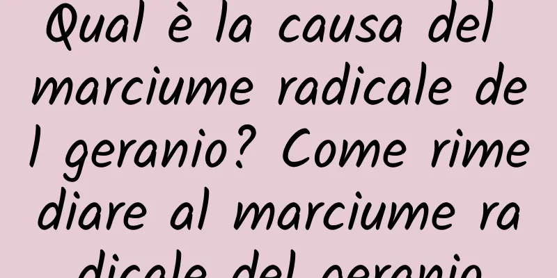 Qual è la causa del marciume radicale del geranio? Come rimediare al marciume radicale del geranio