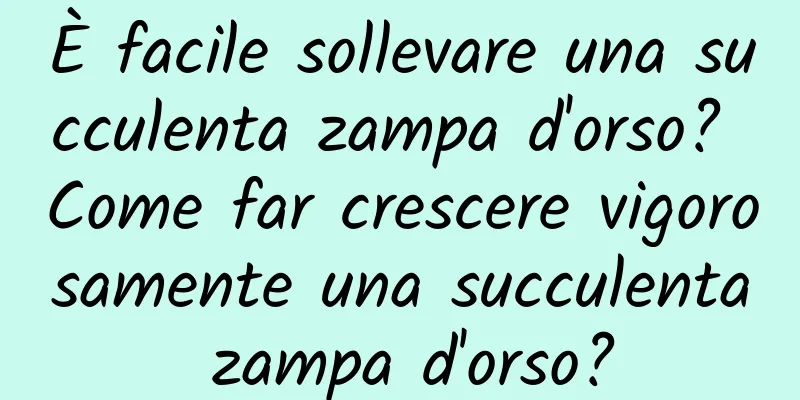 È facile sollevare una succulenta zampa d'orso? Come far crescere vigorosamente una succulenta zampa d'orso?