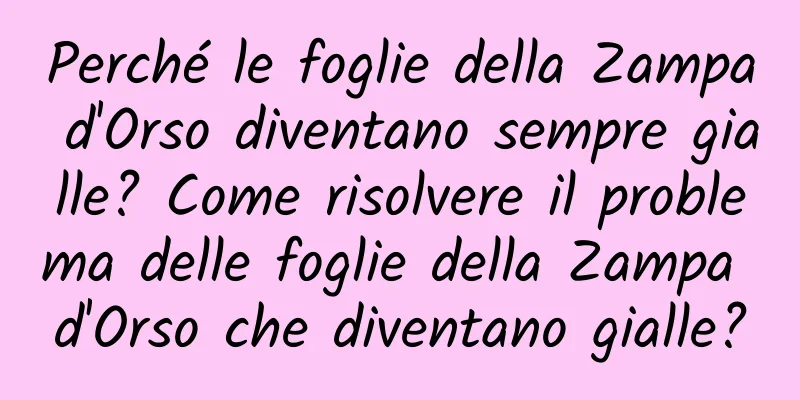 Perché le foglie della Zampa d'Orso diventano sempre gialle? Come risolvere il problema delle foglie della Zampa d'Orso che diventano gialle?