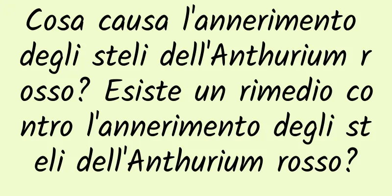 Cosa causa l'annerimento degli steli dell'Anthurium rosso? Esiste un rimedio contro l'annerimento degli steli dell'Anthurium rosso?