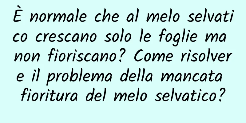 È normale che al melo selvatico crescano solo le foglie ma non fioriscano? Come risolvere il problema della mancata fioritura del melo selvatico?