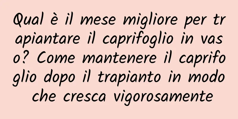 Qual è il mese migliore per trapiantare il caprifoglio in vaso? Come mantenere il caprifoglio dopo il trapianto in modo che cresca vigorosamente
