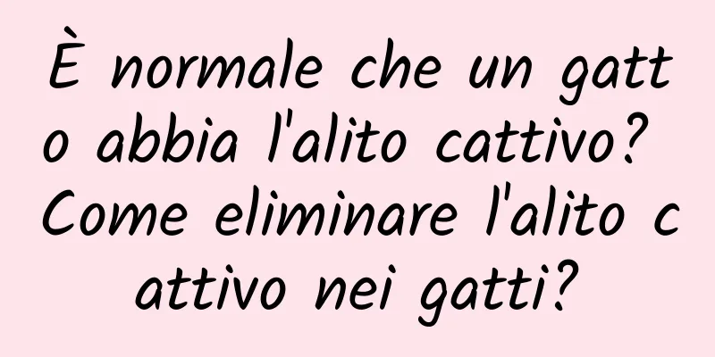 È normale che un gatto abbia l'alito cattivo? Come eliminare l'alito cattivo nei gatti?