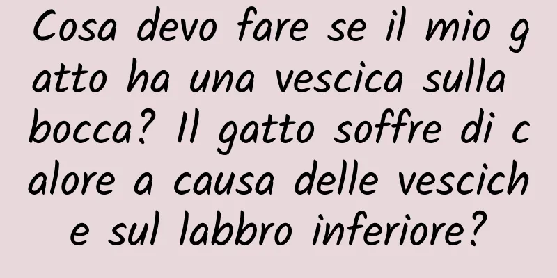 Cosa devo fare se il mio gatto ha una vescica sulla bocca? Il gatto soffre di calore a causa delle vesciche sul labbro inferiore?