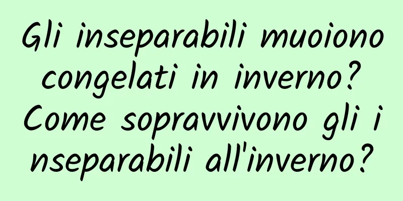 Gli inseparabili muoiono congelati in inverno? Come sopravvivono gli inseparabili all'inverno?