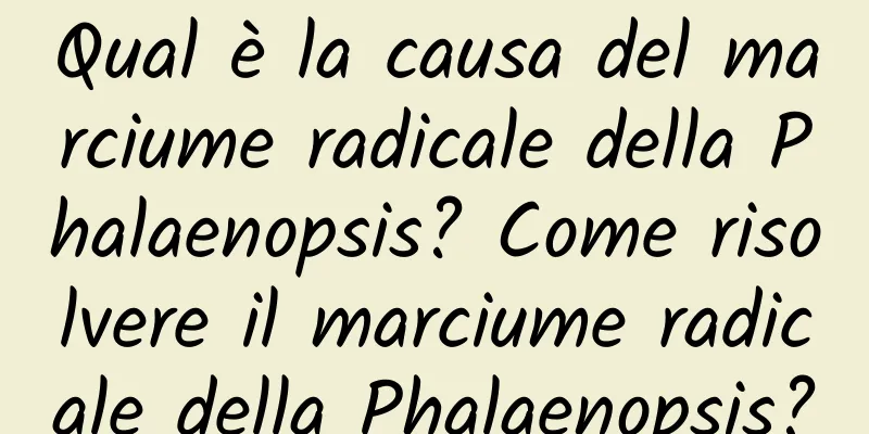 Qual è la causa del marciume radicale della Phalaenopsis? Come risolvere il marciume radicale della Phalaenopsis?