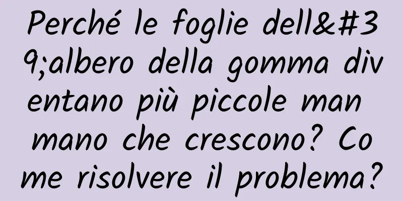 Perché le foglie dell'albero della gomma diventano più piccole man mano che crescono? Come risolvere il problema?