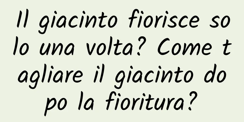 Il giacinto fiorisce solo una volta? Come tagliare il giacinto dopo la fioritura?