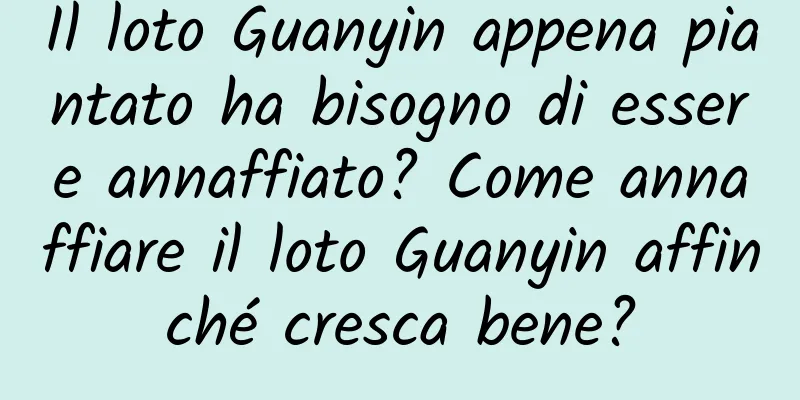 Il loto Guanyin appena piantato ha bisogno di essere annaffiato? Come annaffiare il loto Guanyin affinché cresca bene?