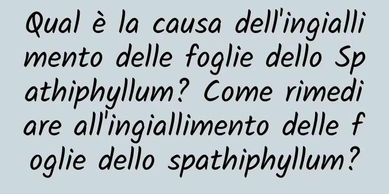 Qual è la causa dell'ingiallimento delle foglie dello Spathiphyllum? Come rimediare all'ingiallimento delle foglie dello spathiphyllum?