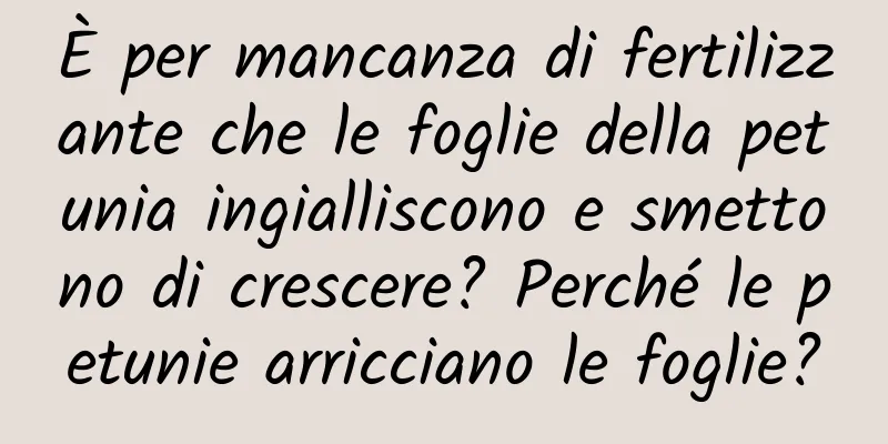 È per mancanza di fertilizzante che le foglie della petunia ingialliscono e smettono di crescere? Perché le petunie arricciano le foglie?