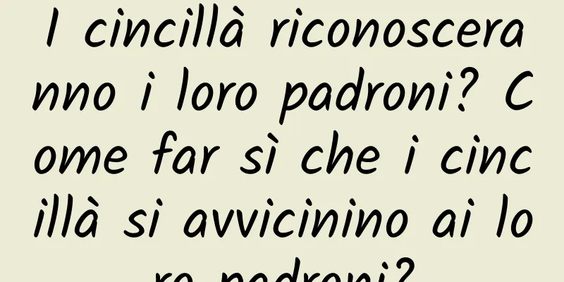 I cincillà riconosceranno i loro padroni? Come far sì che i cincillà si avvicinino ai loro padroni?
