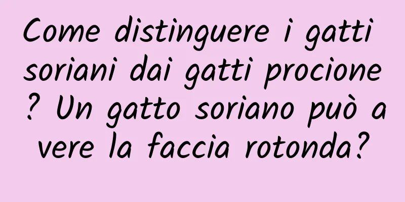 Come distinguere i gatti soriani dai gatti procione? Un gatto soriano può avere la faccia rotonda?