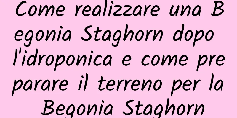 Come realizzare una Begonia Staghorn dopo l'idroponica e come preparare il terreno per la Begonia Staghorn