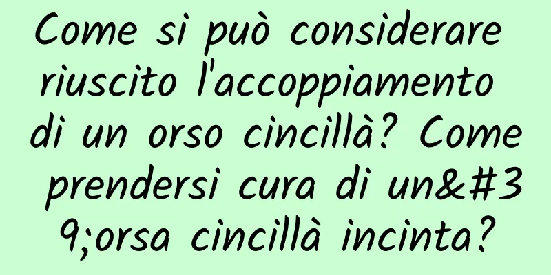 Come si può considerare riuscito l'accoppiamento di un orso cincillà? Come prendersi cura di un'orsa cincillà incinta?