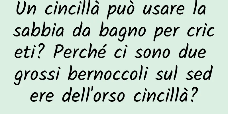 Un cincillà può usare la sabbia da bagno per criceti? Perché ci sono due grossi bernoccoli sul sedere dell'orso cincillà?