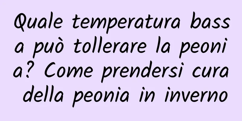 Quale temperatura bassa può tollerare la peonia? Come prendersi cura della peonia in inverno