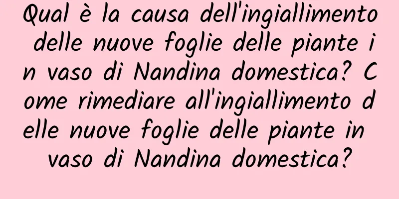 Qual è la causa dell'ingiallimento delle nuove foglie delle piante in vaso di Nandina domestica? Come rimediare all'ingiallimento delle nuove foglie delle piante in vaso di Nandina domestica?