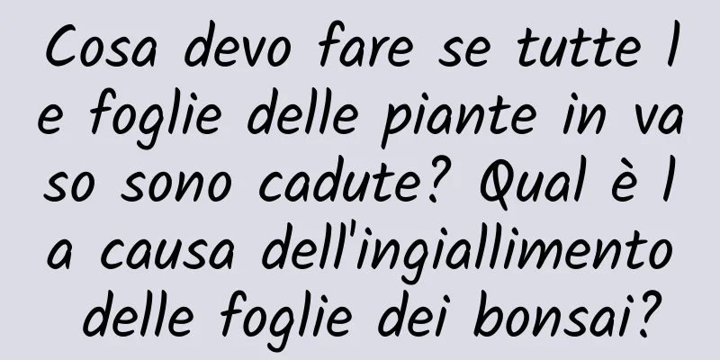 Cosa devo fare se tutte le foglie delle piante in vaso sono cadute? Qual è la causa dell'ingiallimento delle foglie dei bonsai?