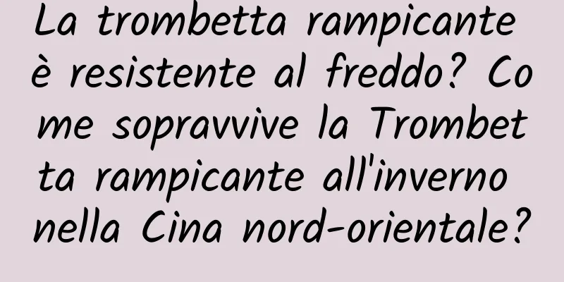 La trombetta rampicante è resistente al freddo? Come sopravvive la Trombetta rampicante all'inverno nella Cina nord-orientale?