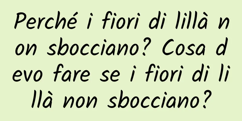 Perché i fiori di lillà non sbocciano? Cosa devo fare se i fiori di lillà non sbocciano?